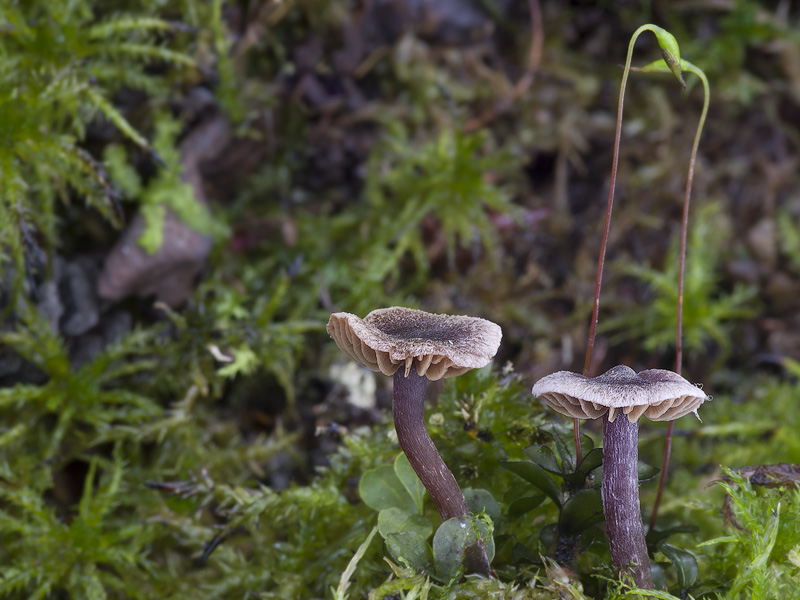 Cortinarius americanus